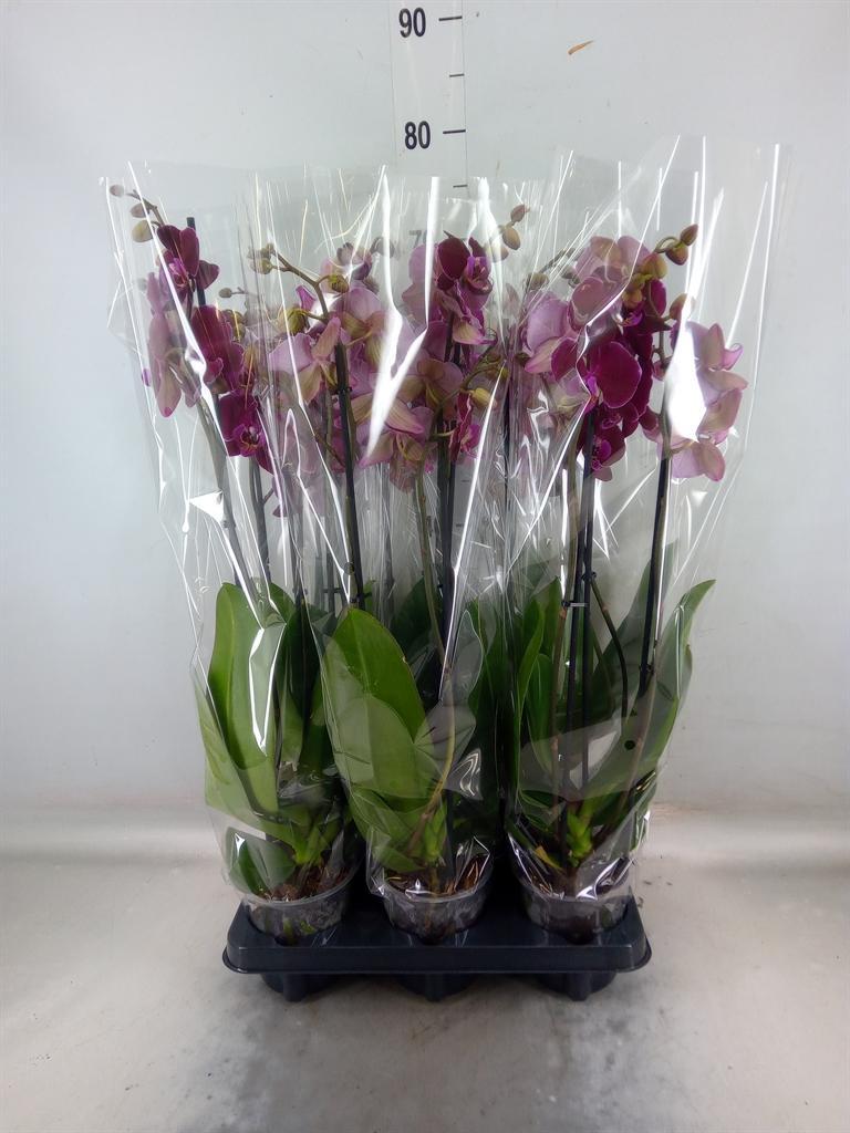 Горшечные цветы и растения оптом Phalaenopsis   ...red от 6шт из Голландии с доставкой по России