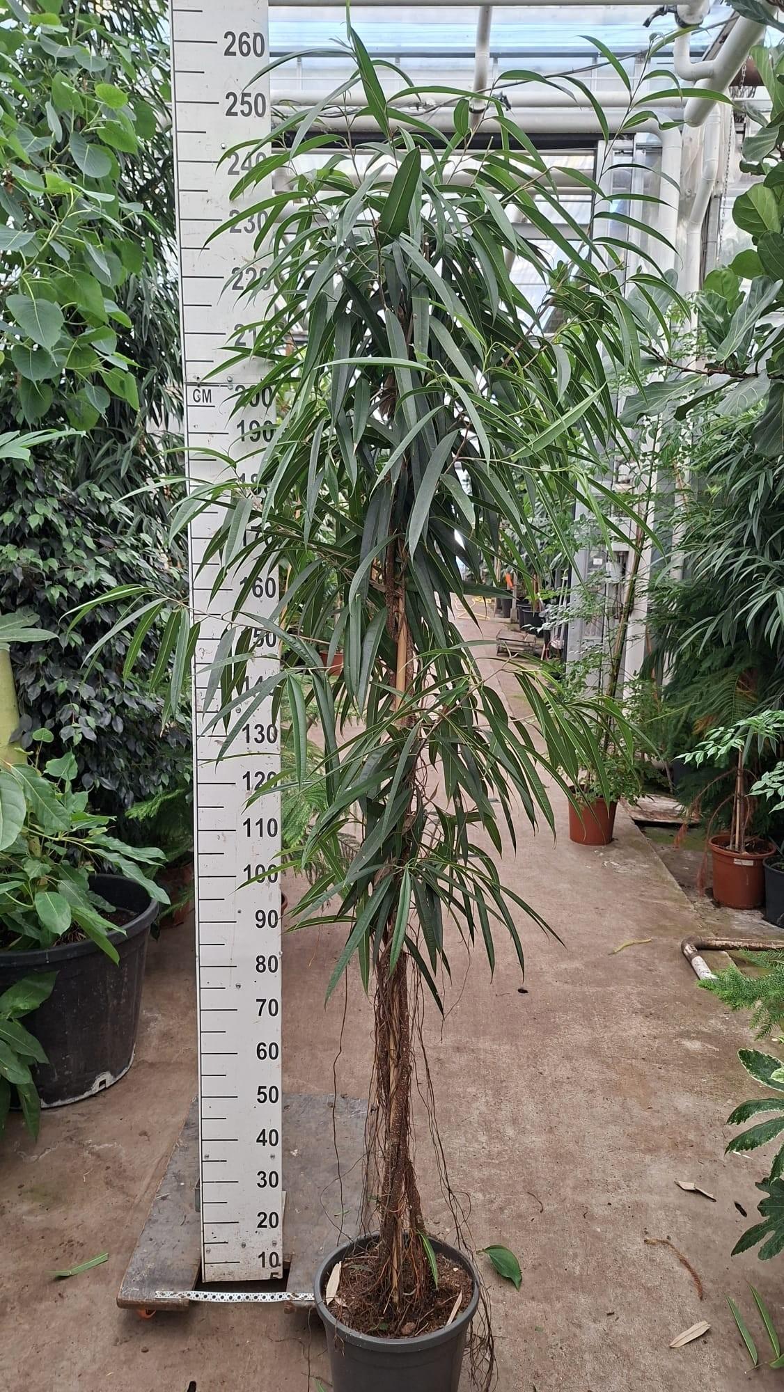 Горшечные цветы и растения оптом Ficus Bin Alii A от 1шт из Голландии с доставкой по России