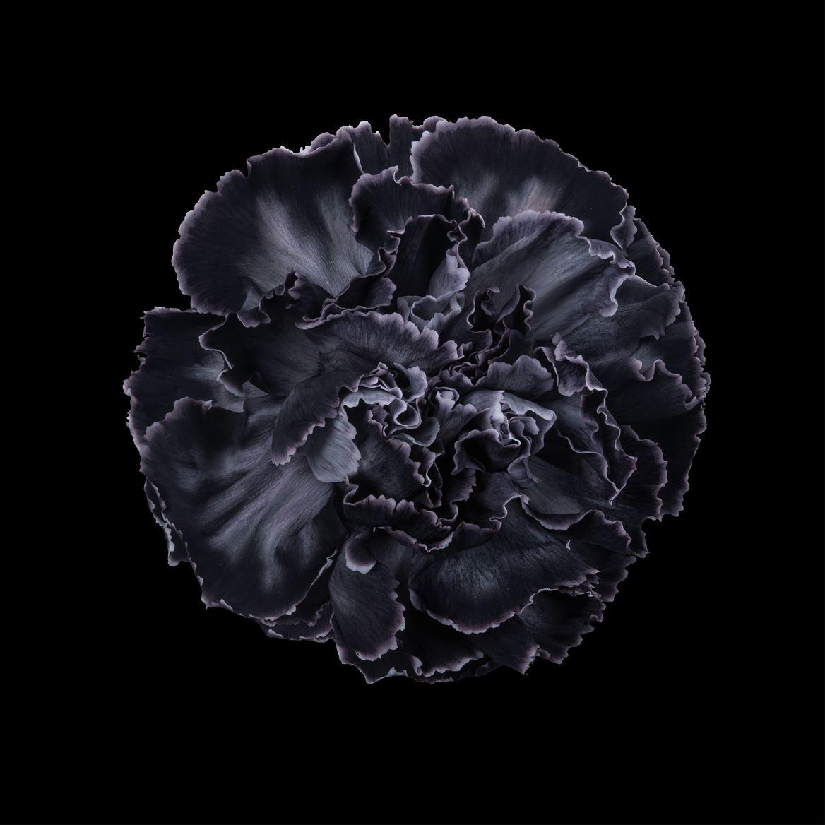 Срезанные цветы оптом Dianthus st paint black от 80шт из Голландии с доставкой по России