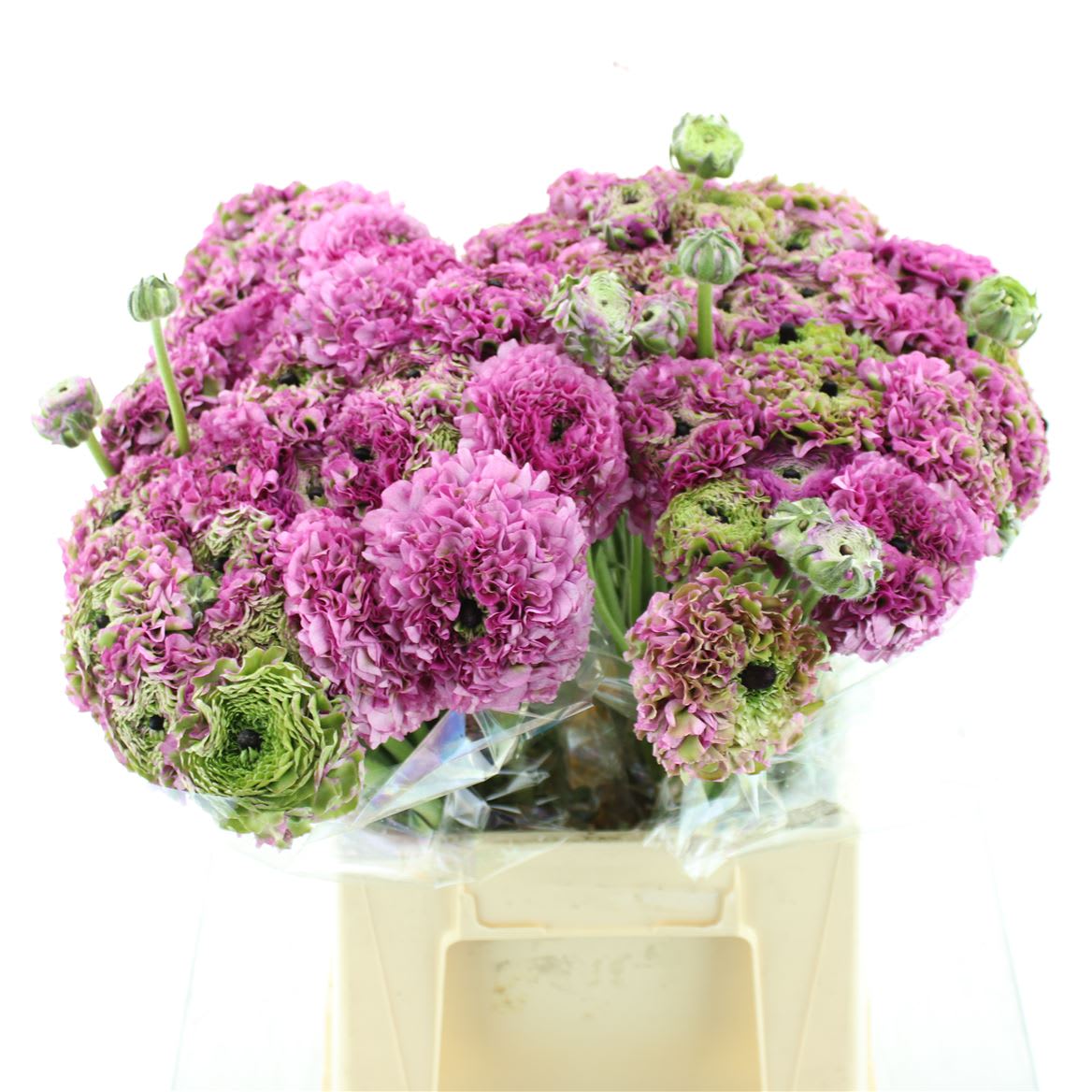 Срезанные цветы оптом Ranunculus pon pon magic от 60шт из Голландии с доставкой по России