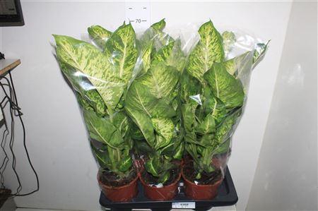 Горшечные цветы и растения оптом Dieffenbachia Mars от 6шт из Голландии с доставкой по России