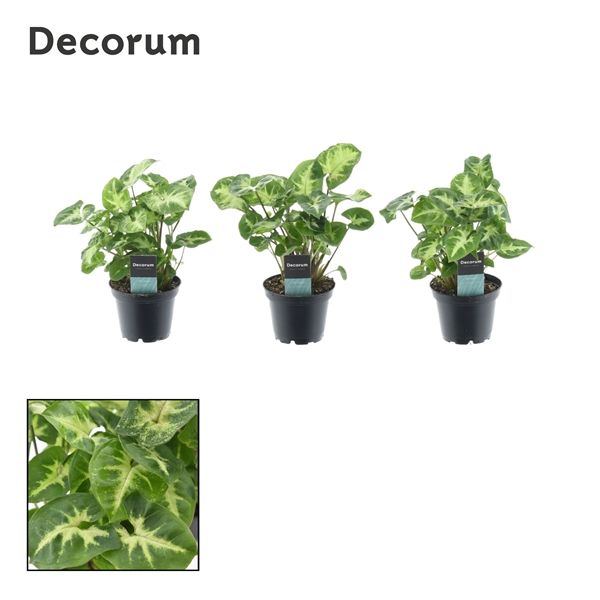 Горшечные цветы и растения оптом Syngonium Pixie (decorum) от 16шт из Голландии с доставкой по России