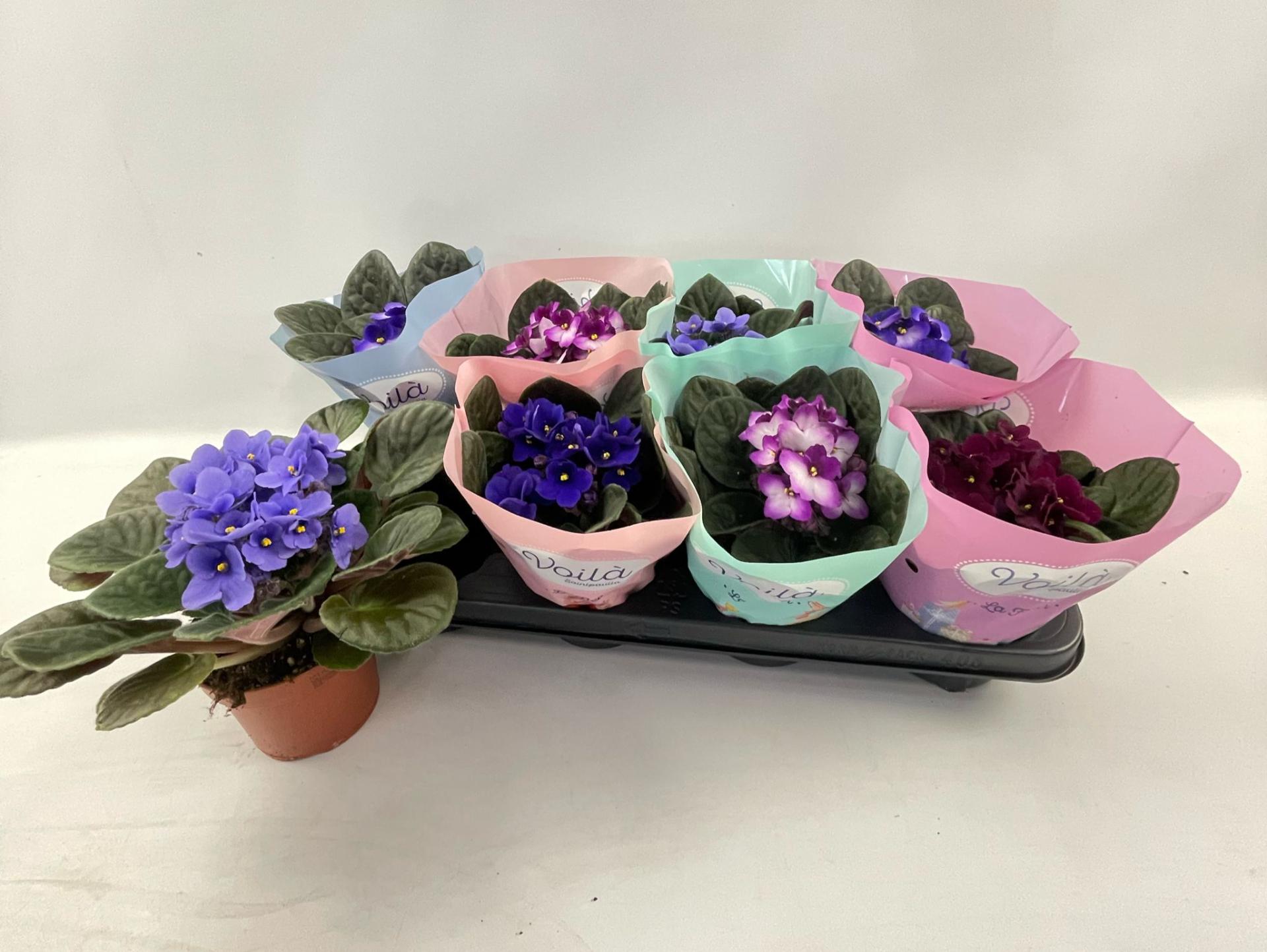 Горшечные цветы и растения оптом Saintp Gem от 8шт (для телеги) из Голландии с доставкой по России Горшечные цветы и растения оптом Saintp Gem от 8шт (для телеги) из Голландии с доставкой по России