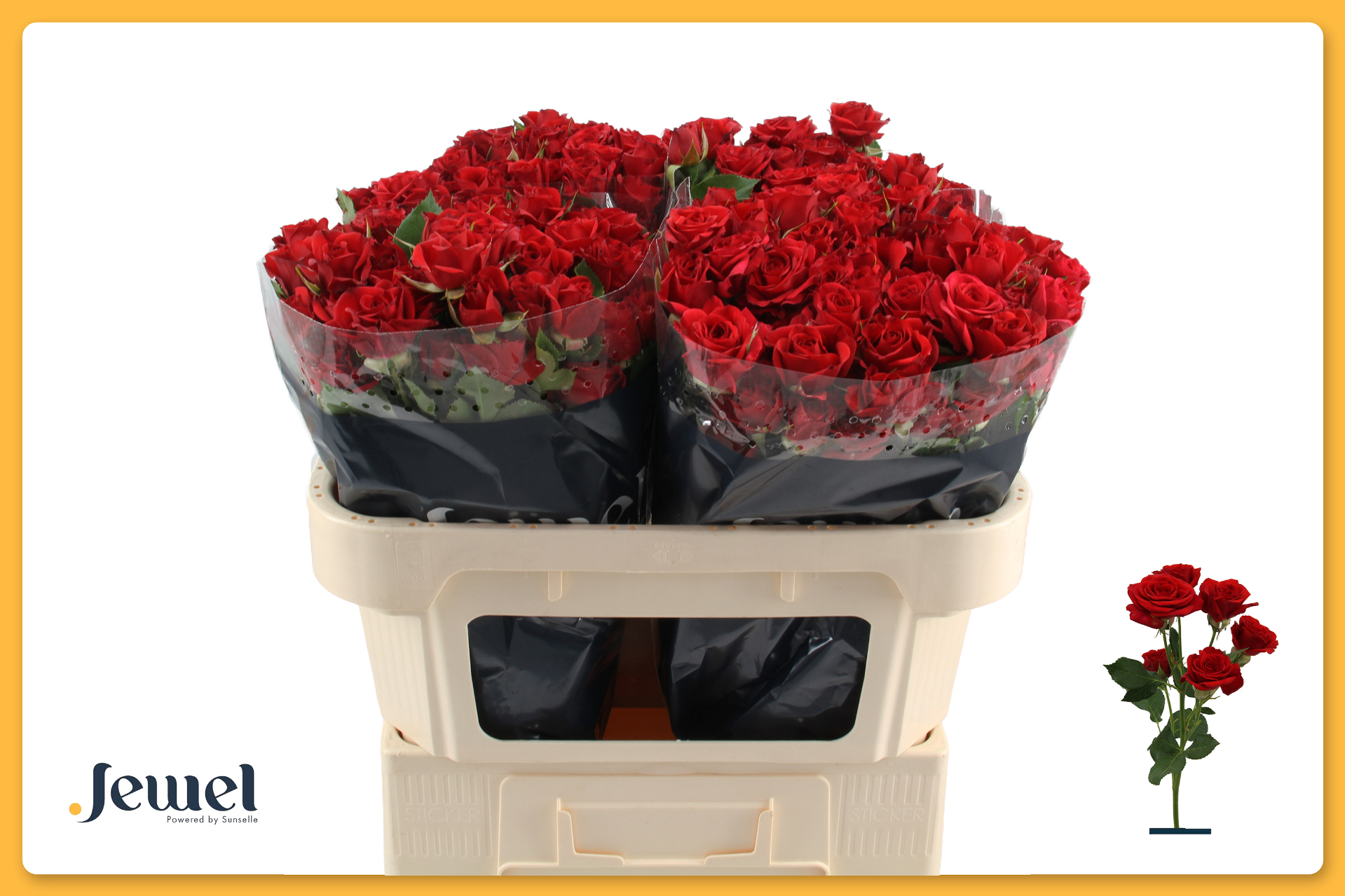 Срезанные цветы оптом Rosa spray mirabel от 60шт. из Голландии с доставкой по России