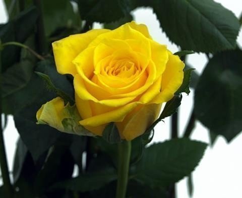 Срезанные цветы оптом Rosa large yellow от 60шт из Голландии с доставкой по России