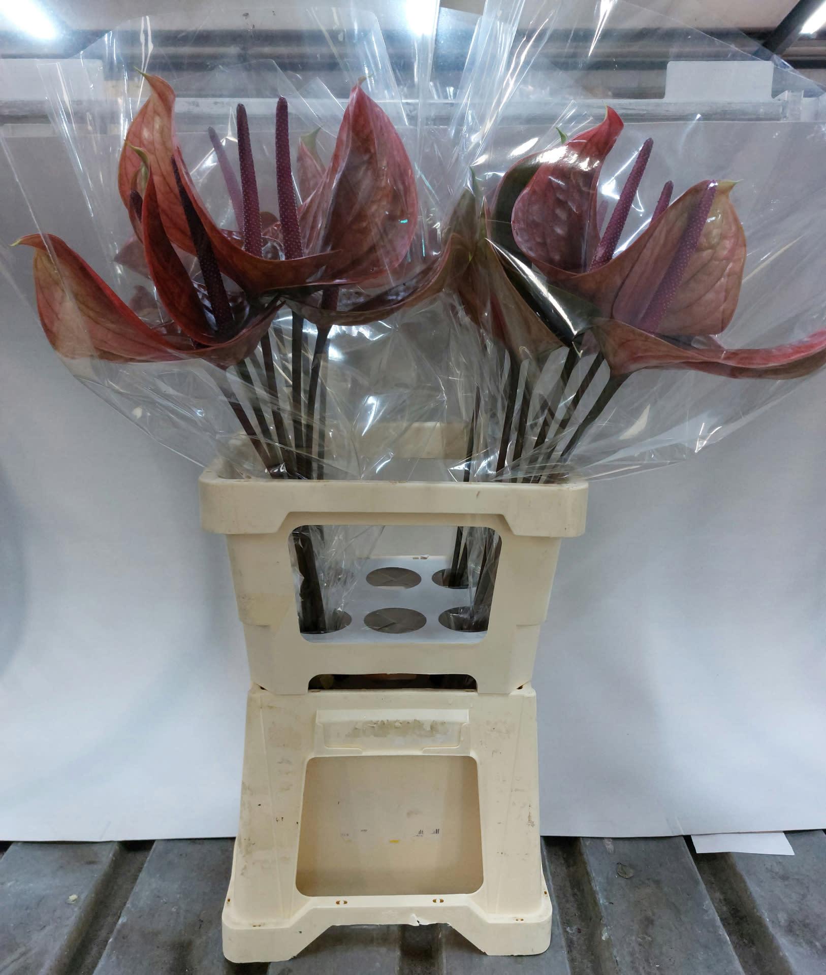 Срезанные цветы оптом Anthurium cantello от 20шт из Голландии с доставкой по России