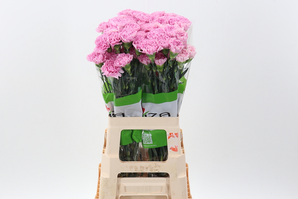 Срезанные цветы оптом Dianthus st deep faith от 80шт из Голландии с доставкой по России