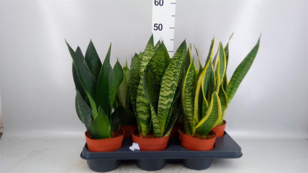 Горшечные цветы и растения оптом Sansevieria Trifa. ... от 6шт из Голландии с доставкой по России