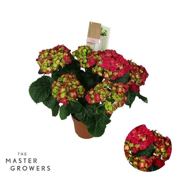 Горшечные цветы и растения оптом Hydrangea Ma Hi Fire Red 7+ от 6шт из Голландии с доставкой по России