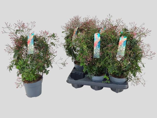 Горшечные цветы и растения оптом Jasm Polyanthum Rz от 6шт из Голландии с доставкой по России