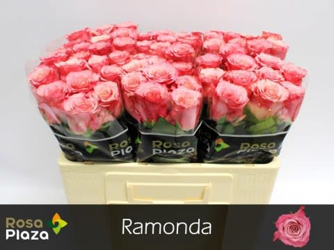 Срезанные цветы оптом Rosa large ramondo от 60шт. из Голландии с доставкой по России