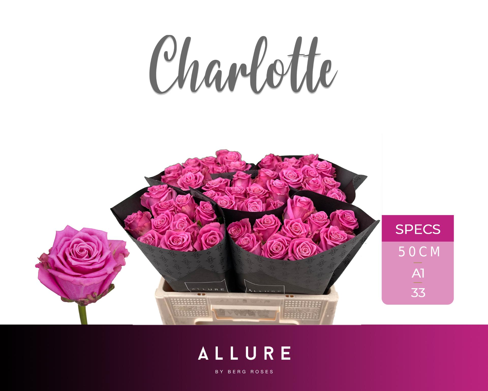 Срезанные цветы оптом Rosa large charlotte от 50шт из Голландии с доставкой по России