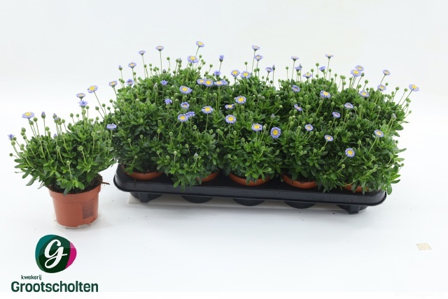Горшечные цветы и растения оптом Feli Am Felicit Blue от 10шт из Голландии с доставкой по России