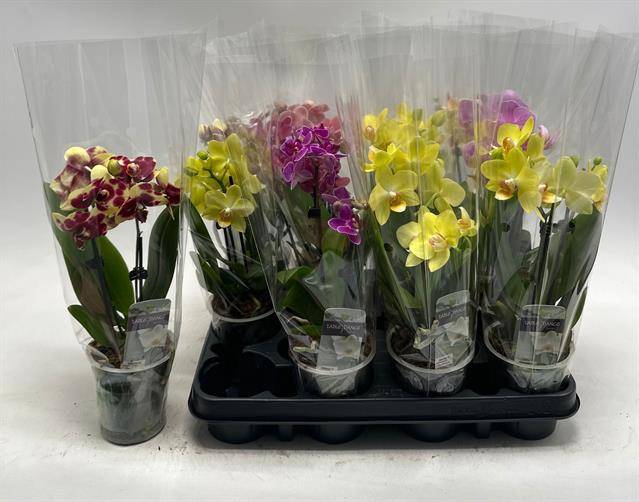 Горшечные цветы и растения оптом Phal Gem от 12шт (для телеги) из Голландии с доставкой по России