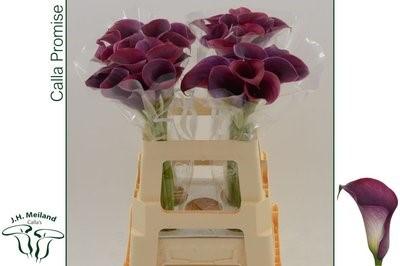 Срезанные цветы оптом Zantedeschia purple от 40шт из Голландии с доставкой по России