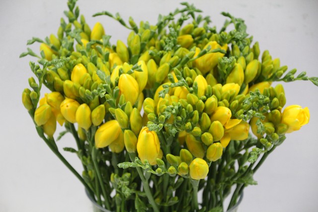 Срезанные цветы оптом Freesia do yellow от 100шт из Голландии с доставкой по России