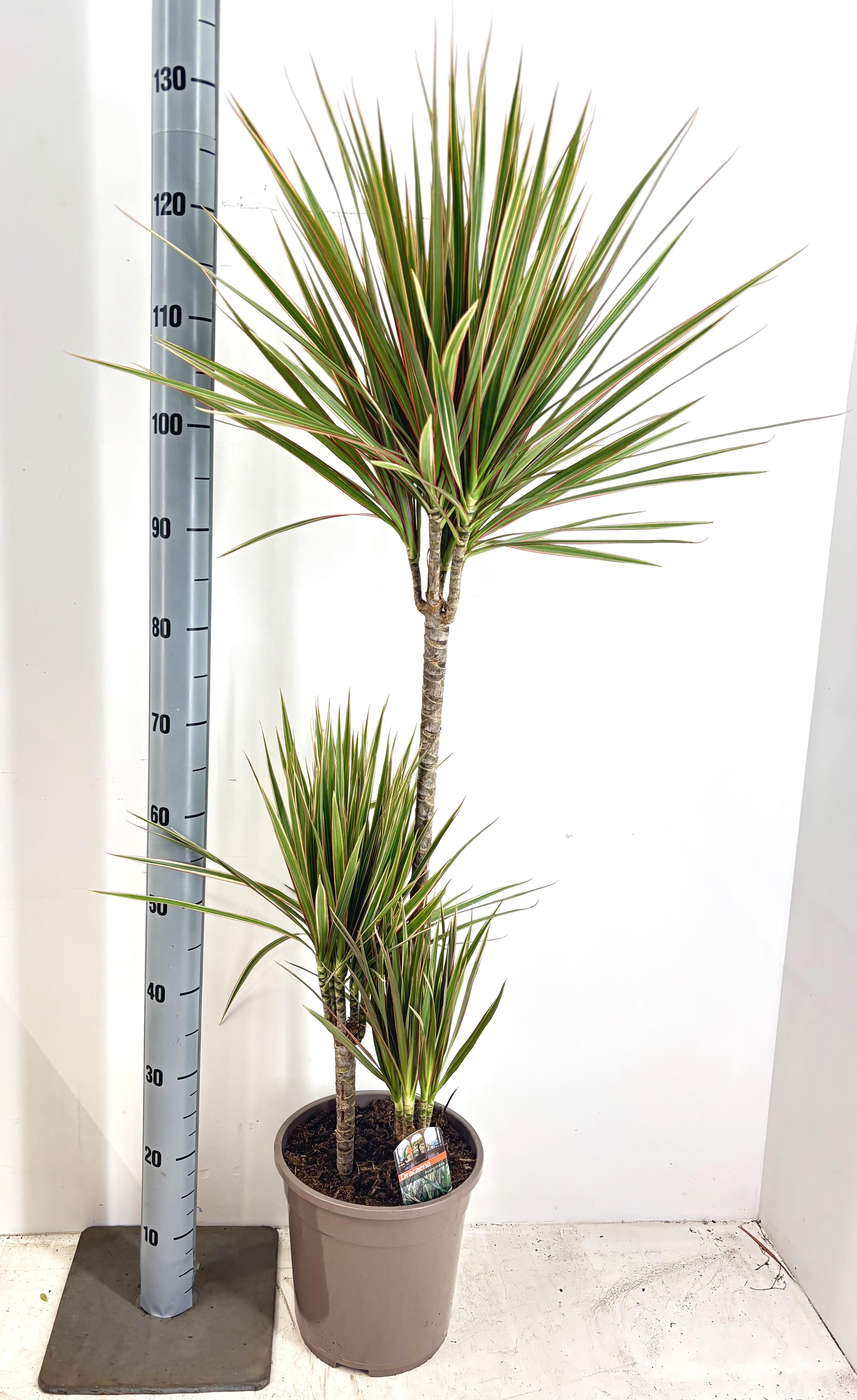 Горшечные цветы и растения оптом Dra Marg Bicolor от 1шт из Голландии с доставкой по России