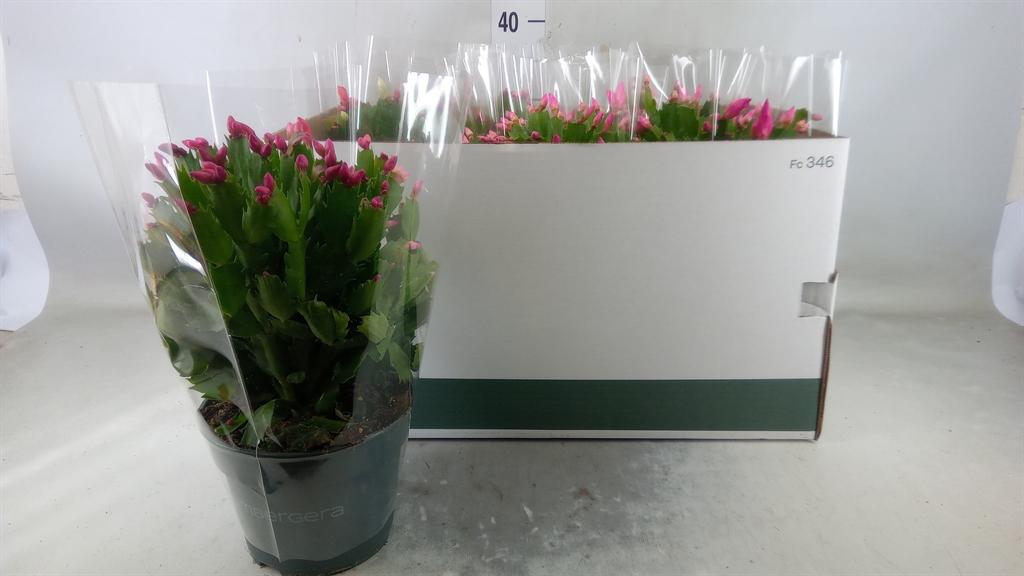 Горшечные цветы и растения оптом Schlumbergera   ...mix 3 от 6шт из Голландии с доставкой по России