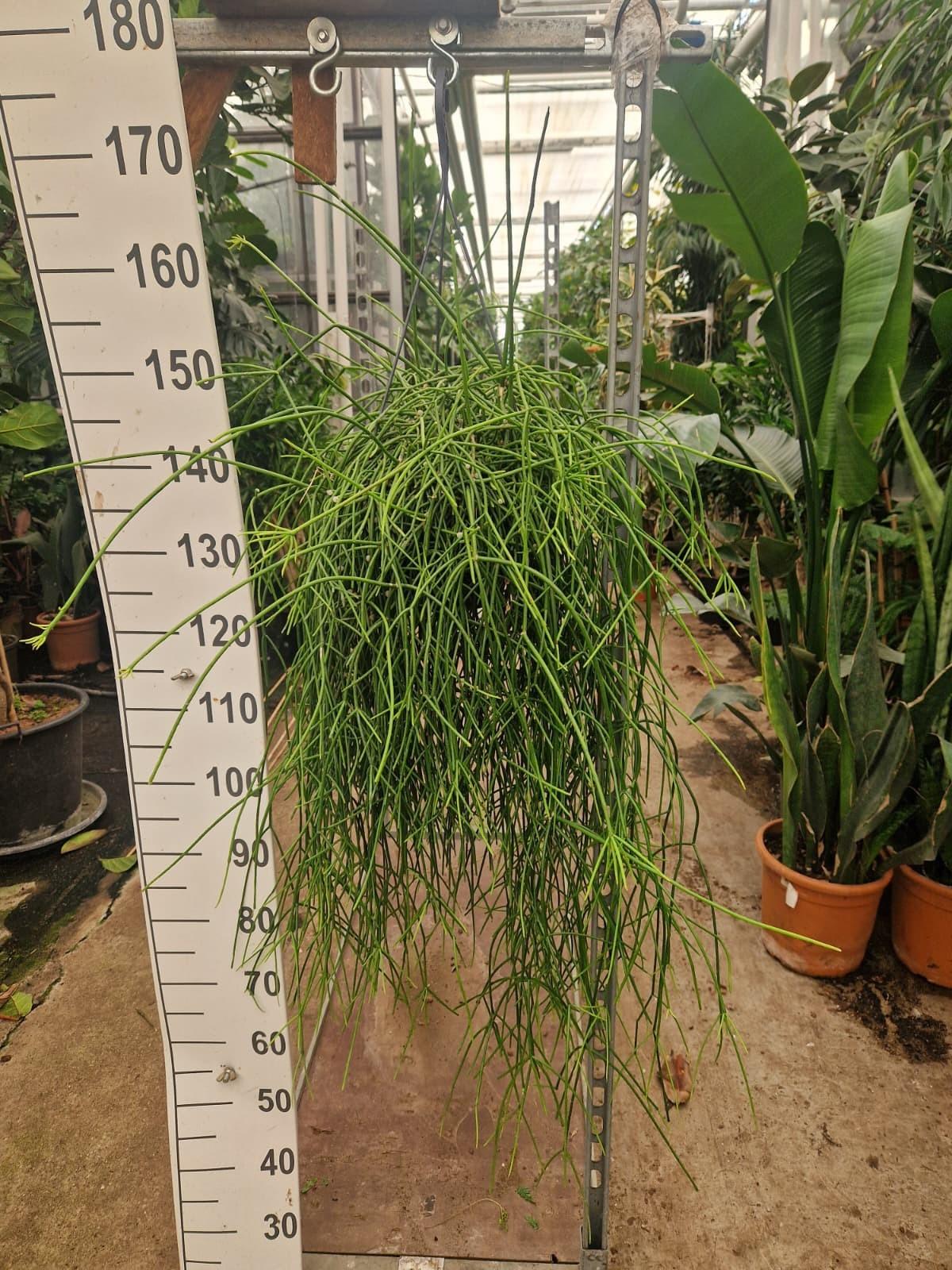 Горшечные цветы и растения оптом Rhipsalis Pulchra Hanging Plant от 1шт из Голландии с доставкой по России