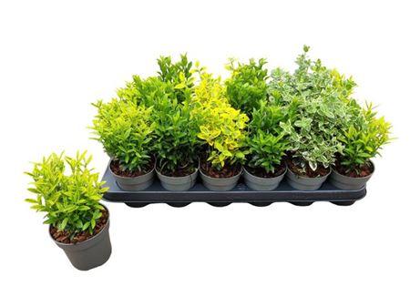 Горшечные цветы и растения оптом Euonymus Jap Gem от 18шт (для телеги) из Голландии с доставкой по России