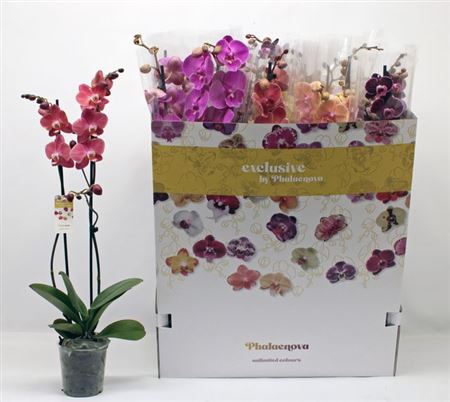 Горшечные цветы и растения оптом Phal Gem 10 Kl 2 Branches 16+ от 12шт из Голландии с доставкой по России