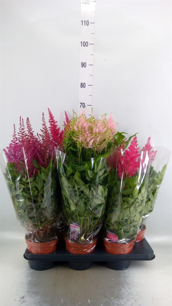 Горшечные цветы и растения оптом Astilbe   ...mix от 6шт из Голландии с доставкой по России