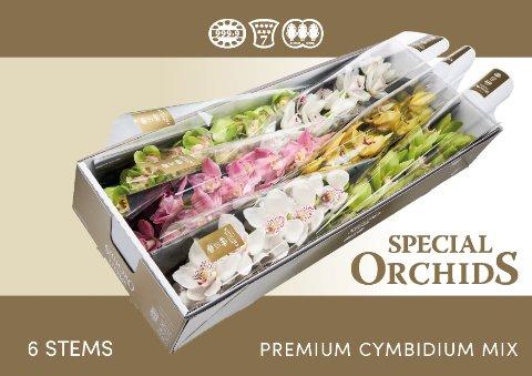 Срезанные цветы оптом Cymbidium mix от 6шт.. из Голландии с доставкой по России
