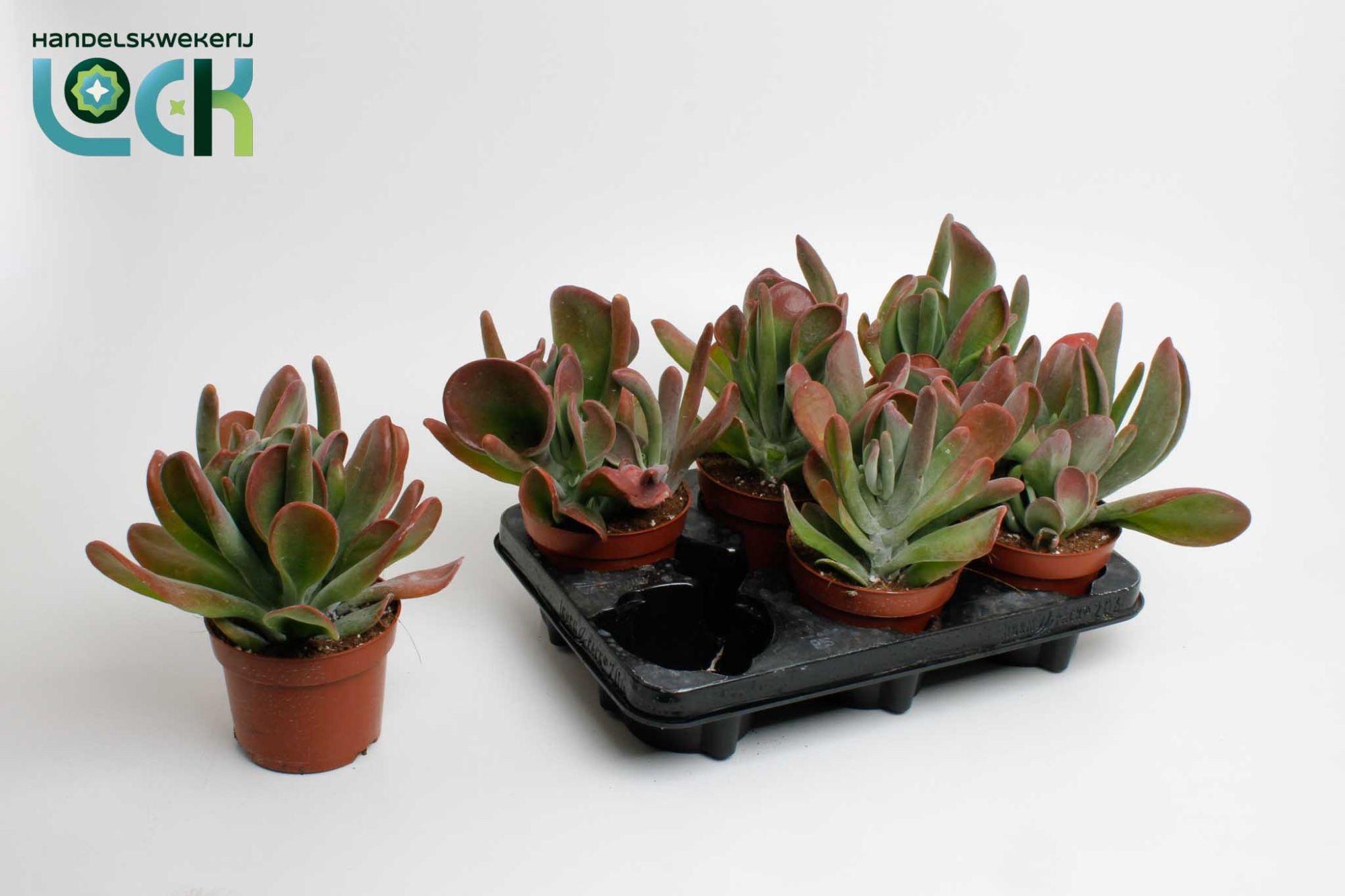 Горшечные цветы и растения оптом Kalanchoe Oricula от 8шт из Голландии с доставкой по России