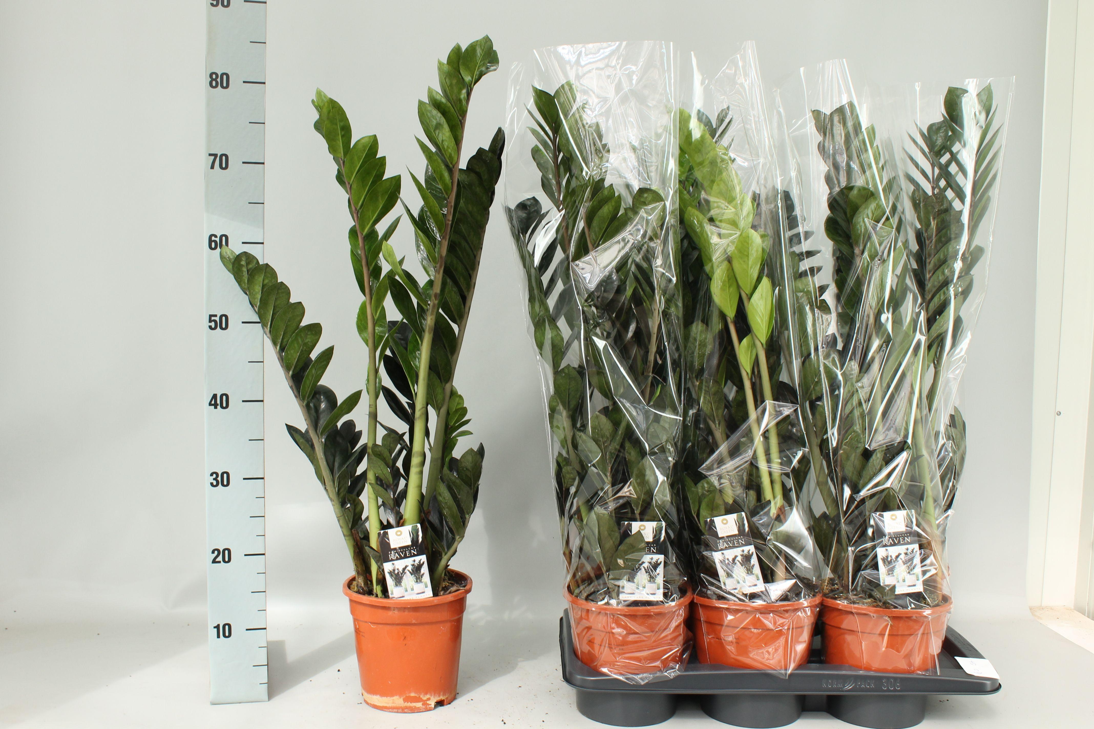 Горшечные цветы и растения оптом Zamio Raven от 6шт из Голландии с доставкой по России