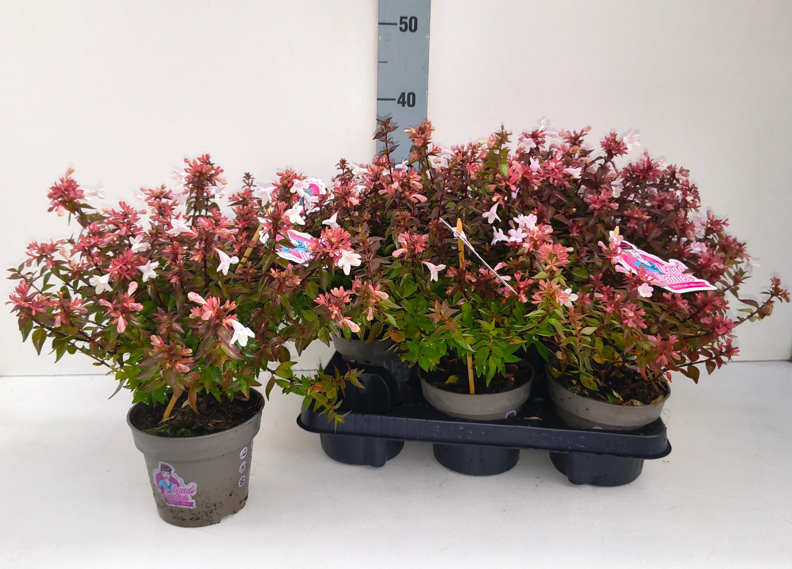 Горшечные цветы и растения оптом Abel Grandiflora от 6шт из Голландии с доставкой по России