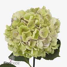 Срезанные цветы оптом Hydrangea mariama classic от 10шт из Голландии с доставкой по России