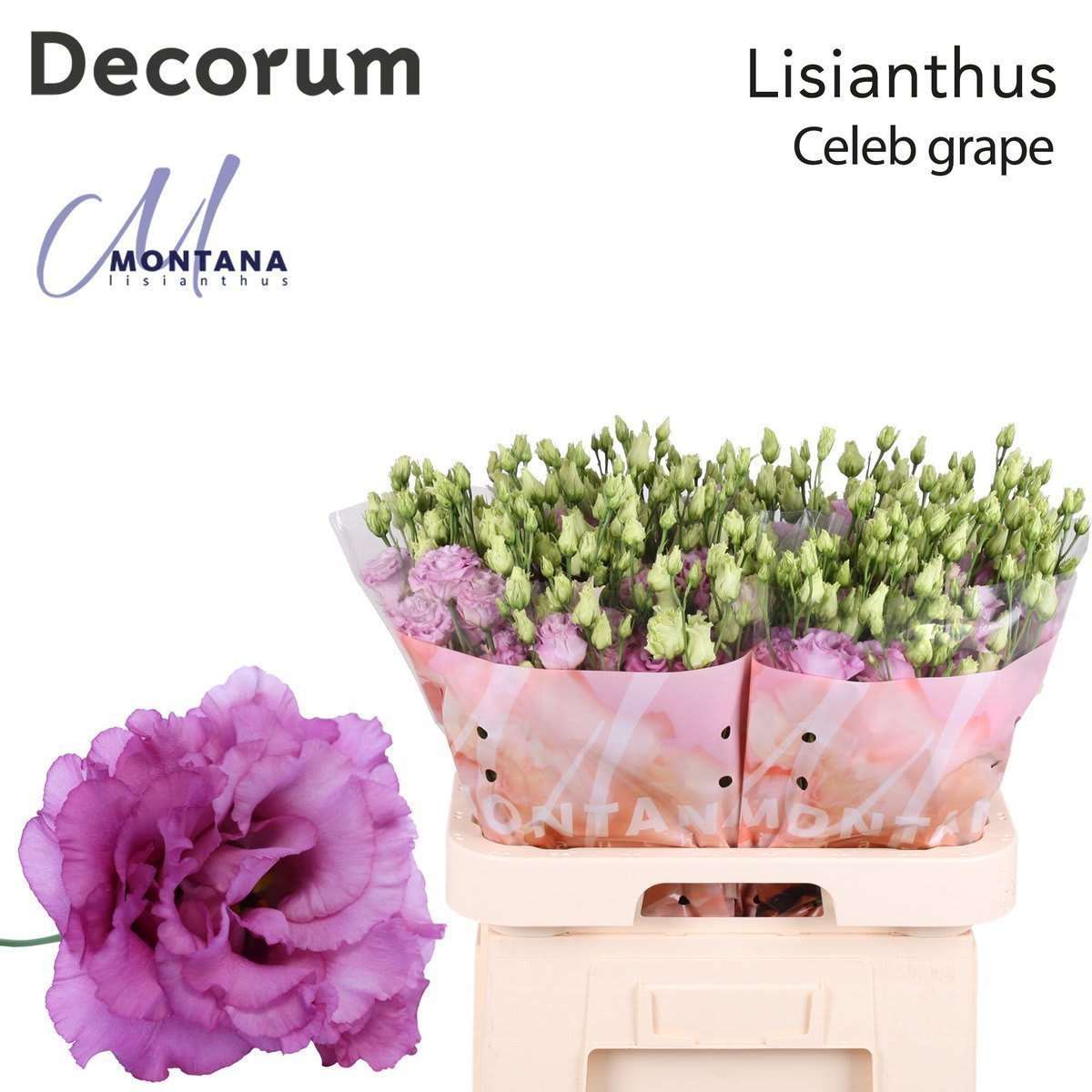 Срезанные цветы оптом Lisianthus do celeb grape от 40шт из Голландии с доставкой по России