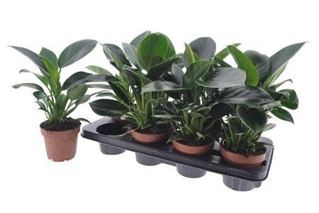 Горшечные цветы и растения оптом Philodendron Green Princess от 8шт из Голландии с доставкой по России