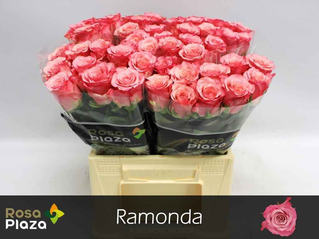 Срезанные цветы оптом Rosa la ramondo от 50шт из Голландии с доставкой по России