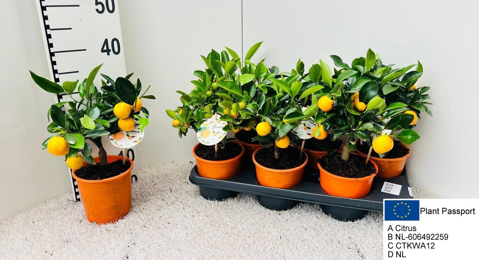 Горшечные цветы и растения оптом Citr Microcarpa от 6шт (для телеги) из Голландии с доставкой по России
