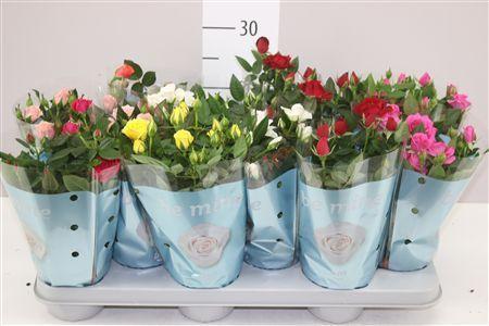 Горшечные цветы и растения оптом Rosa Beau Monde Gemengd от 12шт из Голландии с доставкой по России