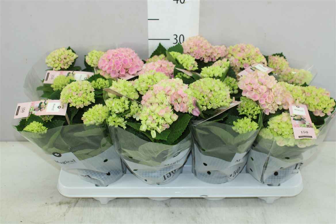 Горшечные цветы и растения оптом Hydrangea Magical Revolution Roze 2-3 от 8шт из Голландии с доставкой по России