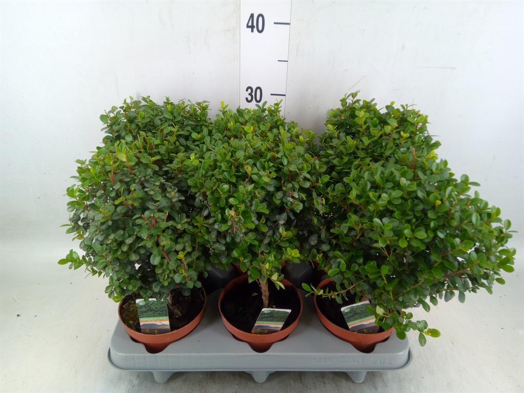 Горшечные цветы и растения оптом Myrsine Africana от 6шт из Голландии с доставкой по России