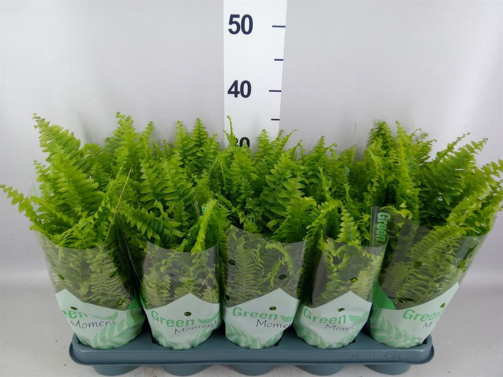 Горшечные цветы и растения оптом Nephrolepis Exal. green Moment от 10шт из Голландии с доставкой по России