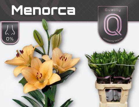 Срезанные цветы оптом Lilium la menorca от 80шт из Голландии с доставкой по России Срезанные цветы оптом Lilium la menorca от 80шт из Голландии с доставкой по России