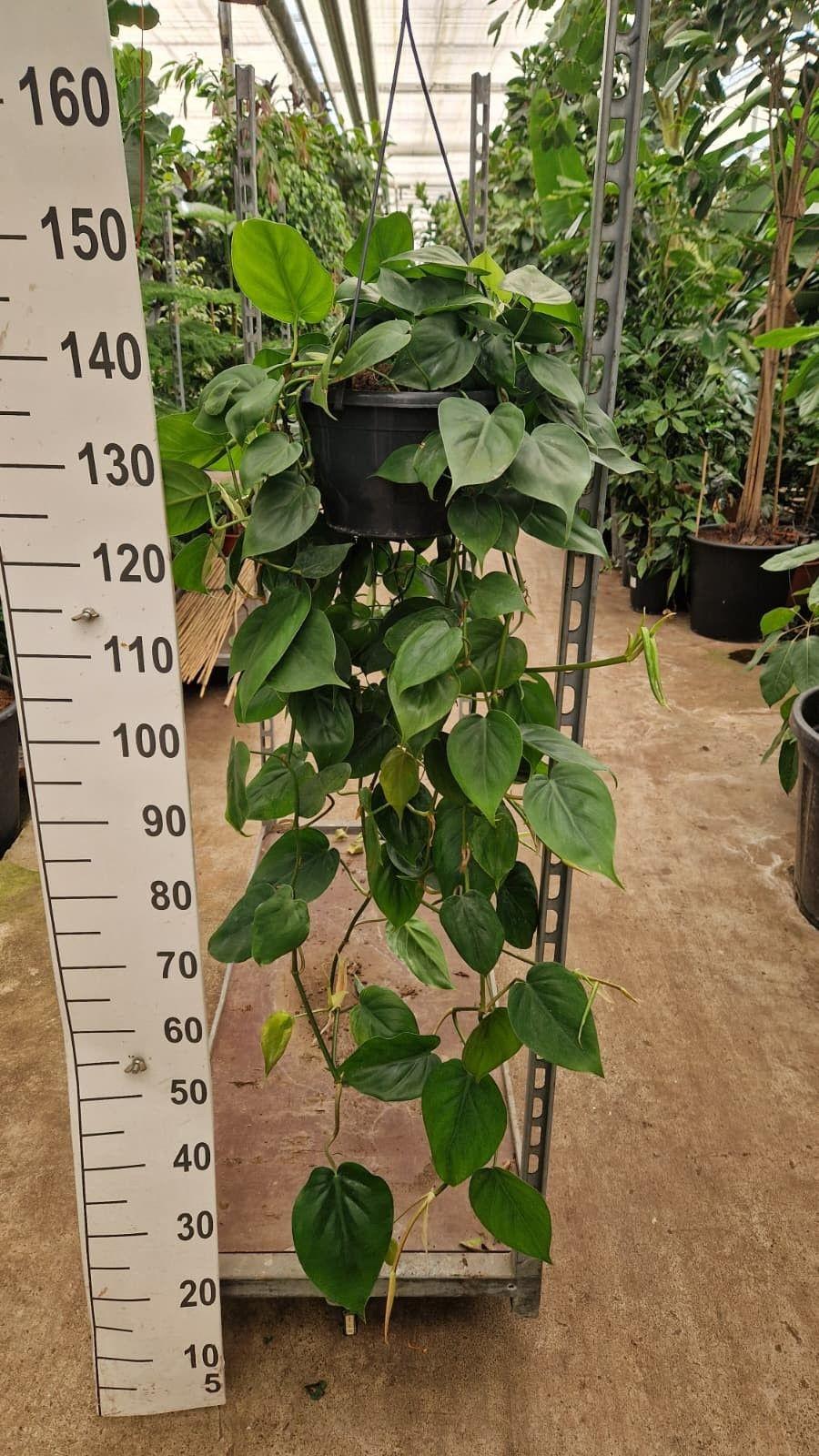 Горшечные цветы и растения оптом Philodendron Scandens Hangplant от 2шт из Голландии с доставкой по России