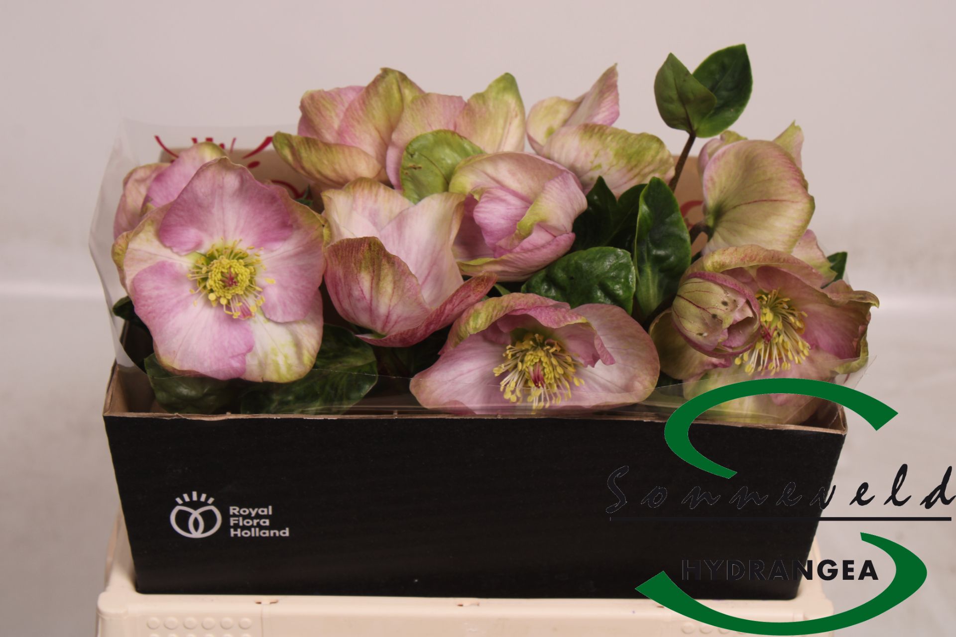 Срезанные цветы оптом Helleborus bella pink от 10шт из Голландии с доставкой по России