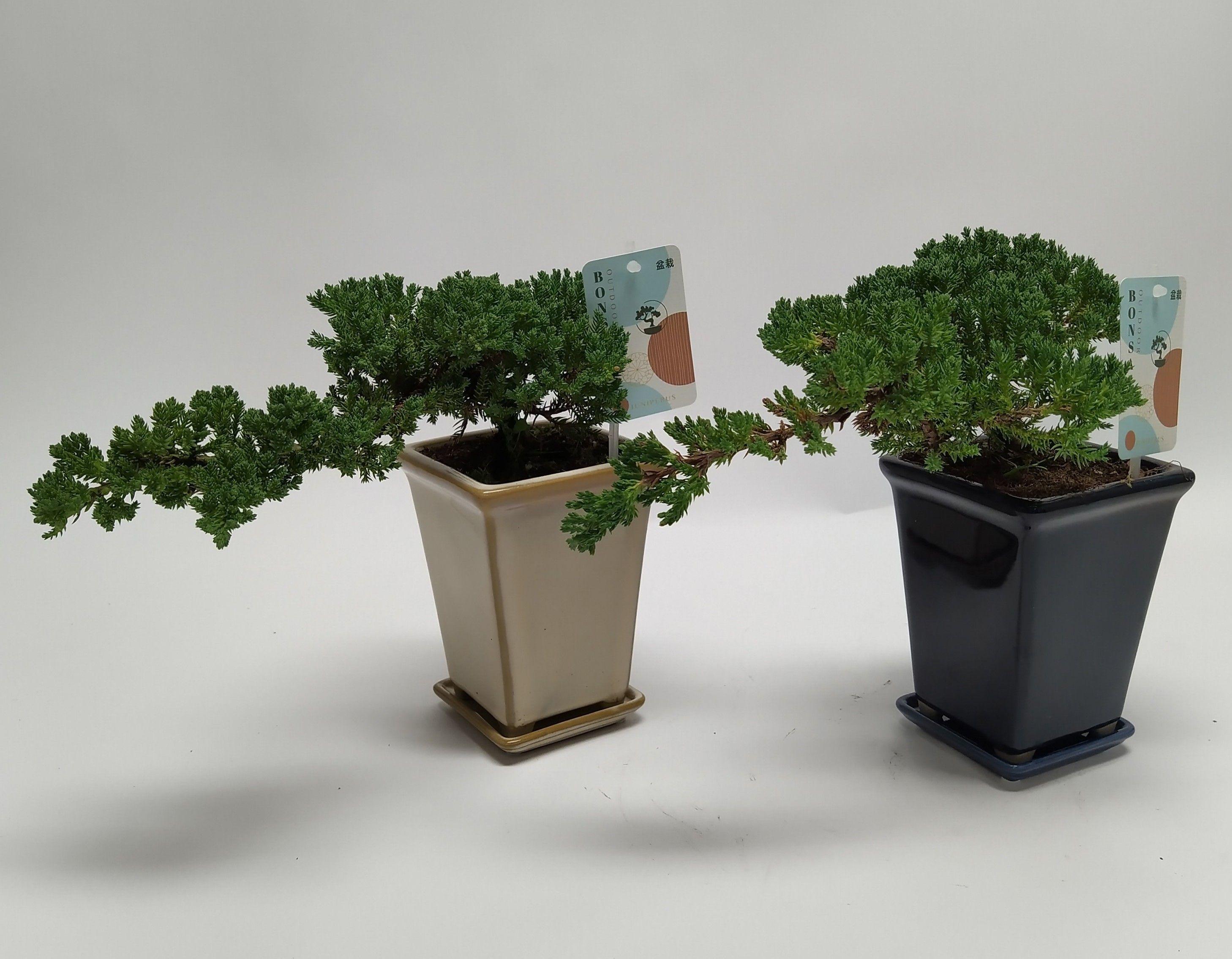 Горшечные цветы и растения оптом Bonsai Juniperus Cascade от 4шт из Голландии с доставкой по России