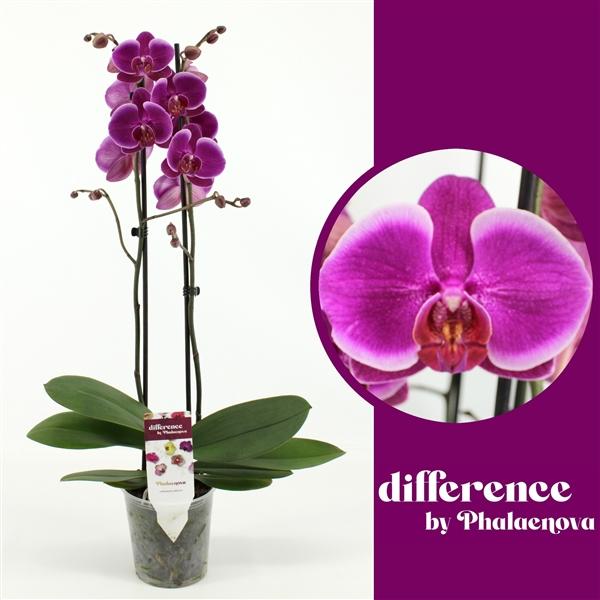 Горшечные цветы и растения оптом Phal 2st Durban 14+ (phalaenova) от 10шт из Голландии с доставкой по России