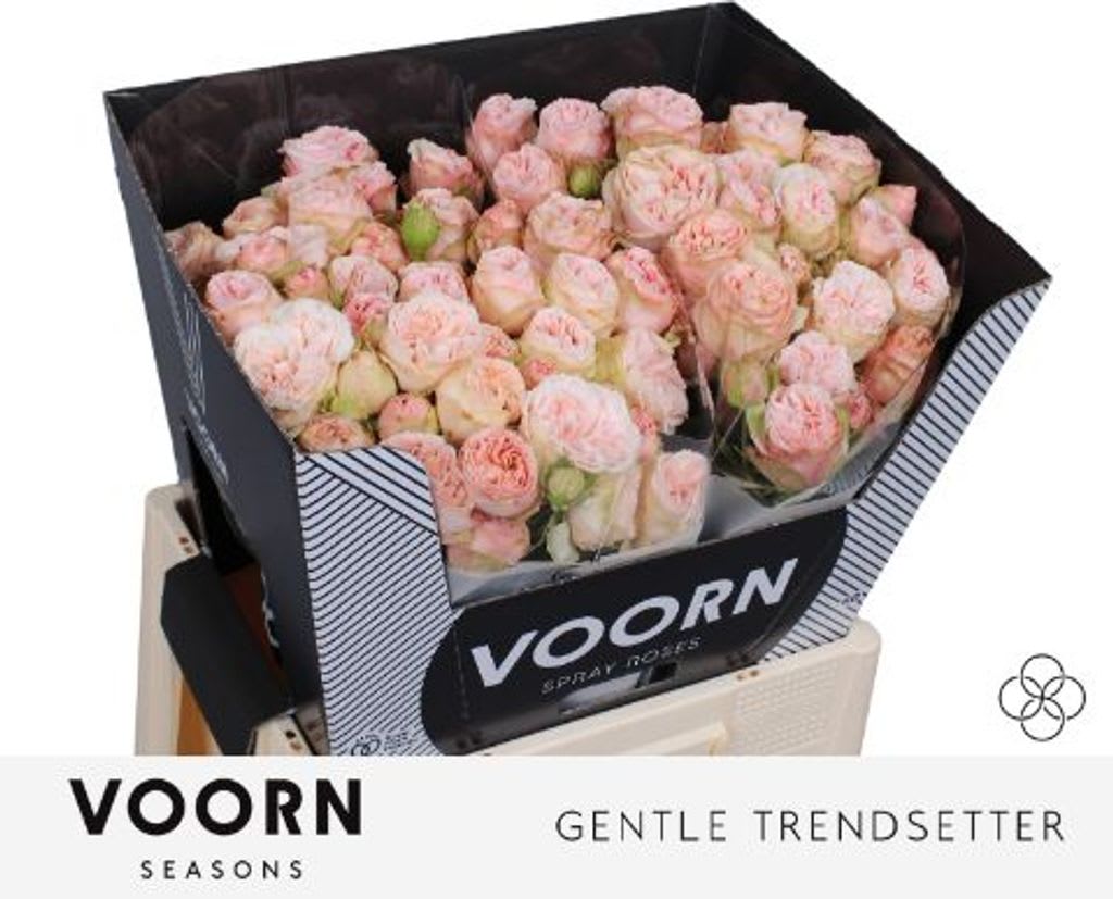 Срезанные цветы оптом Rosa spray gentle trendsetter от 30шт из Голландии с доставкой по России
