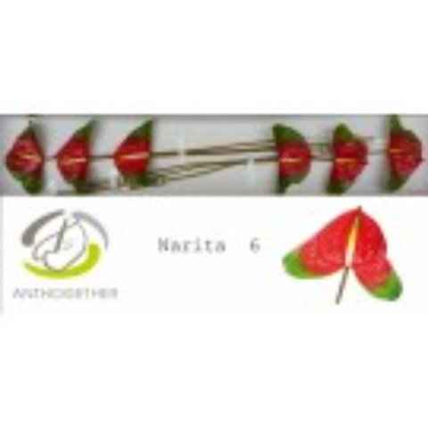 Срезанные цветы оптом Anthurium narita от 6шт из Голландии с доставкой по России