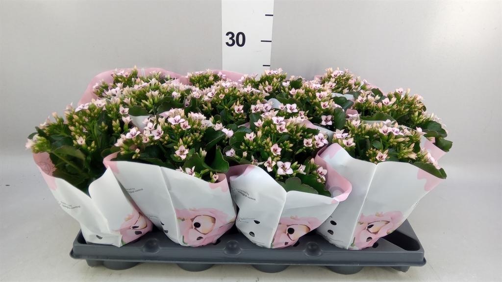Горшечные цветы и растения оптом Kalanchoe else Flowers Emilie от 12шт из Голландии с доставкой по России