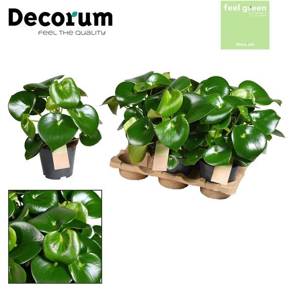 Горшечные цветы и растения оптом Peperomia Raindrop Feel Green (decorum) от 5шт из Голландии с доставкой по России