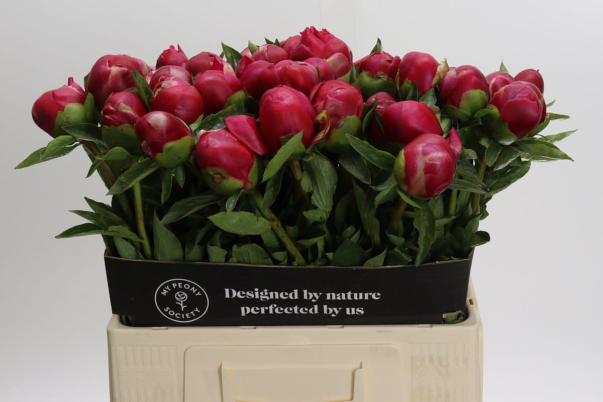 Срезанные цветы оптом Paeonia belgravia от 40шт из Голландии с доставкой по России