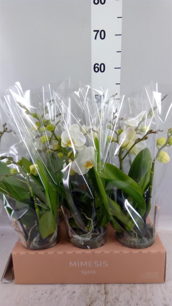 Горшечные цветы и растения оптом Phalaenopsis spirit White от 6шт из Голландии с доставкой по России